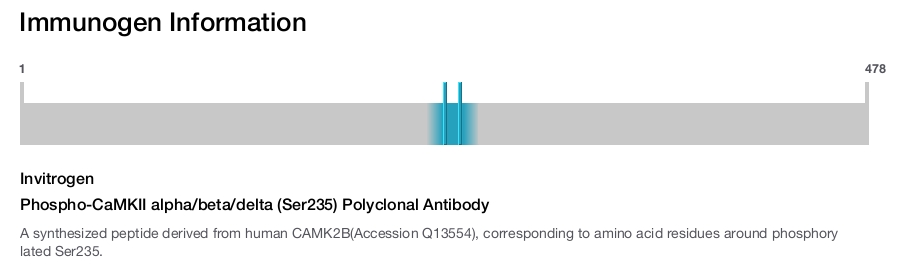 Phospho-CaMKII alpha/beta/delta (Ser235) Polyclonal Antibody