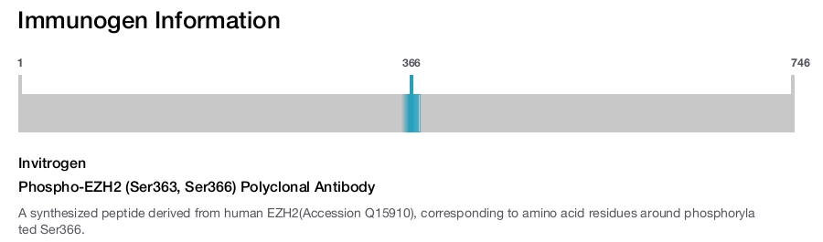 Phospho-EZH2 (Ser363, Ser366) Polyclonal Antibody