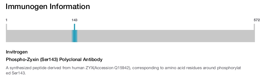 Phospho-Zyxin (Ser143) Polyclonal Antibody