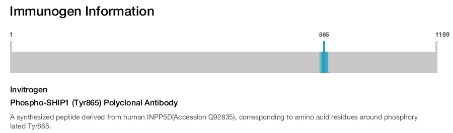 Phospho-SHIP1 (Tyr865) Polyclonal Antibody