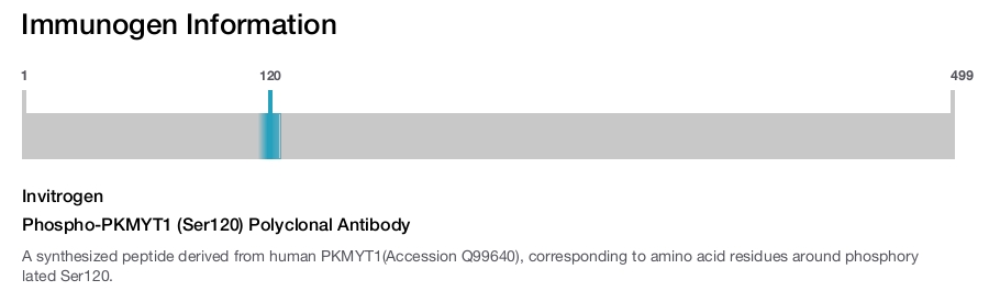 Phospho-PKMYT1 (Ser120) Polyclonal Antibody