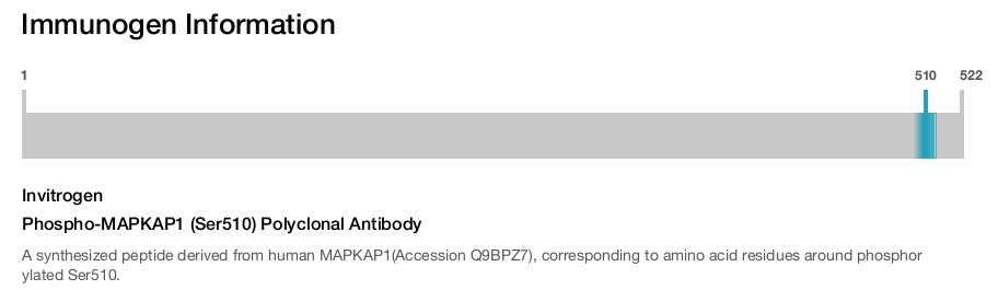Phospho-MAPKAP1 (Ser510) Polyclonal Antibody