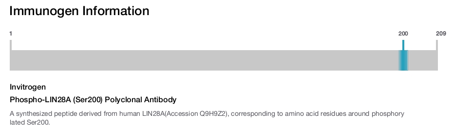 Phospho-LIN28A (Ser200) Polyclonal Antibody
