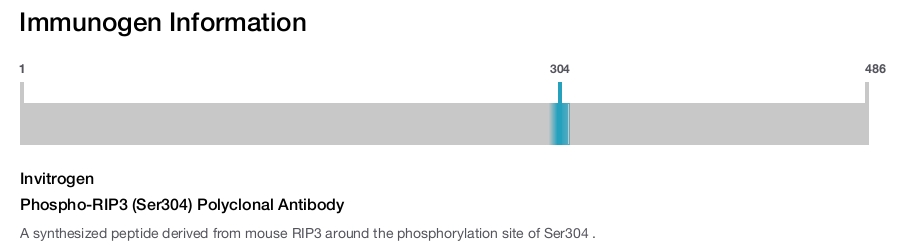 Phospho-RIP3 (Ser304) Polyclonal Antibody