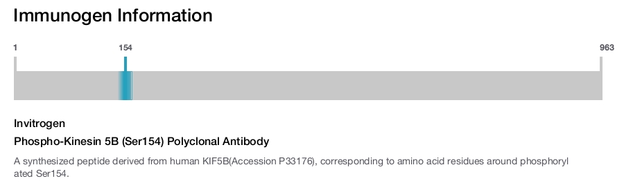 Phospho-Kinesin 5B (Ser154) Polyclonal Antibody