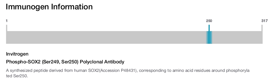 Phospho-SOX2 (Ser249, Ser250) Polyclonal Antibody