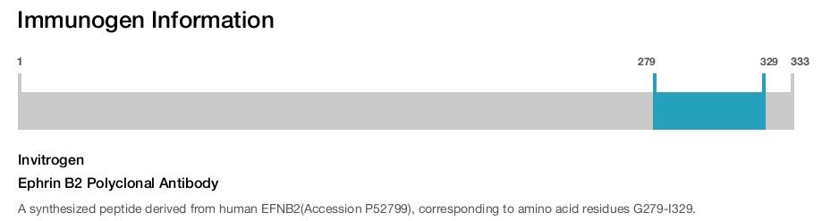Ephrin B2 Polyclonal Antibody