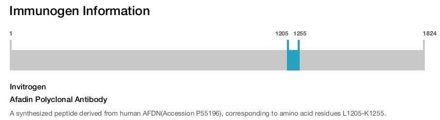 Afadin Polyclonal Antibody