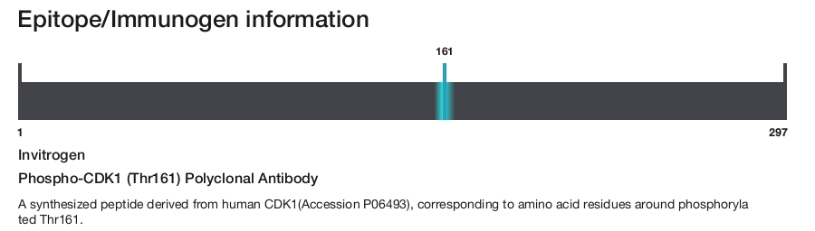 Phospho-CDK1 (Thr161) Polyclonal Antibody