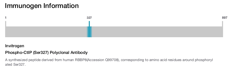 Phospho-CtIP (Ser327) Polyclonal Antibody