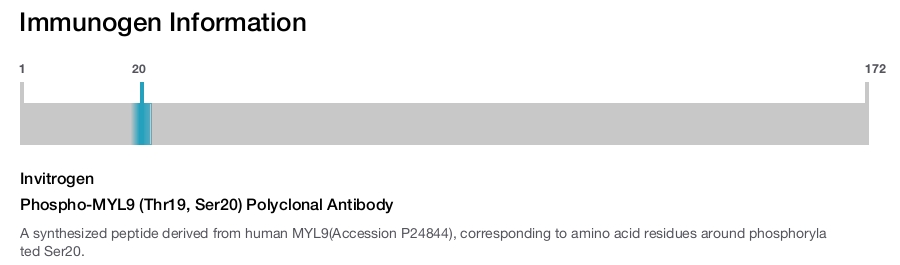 Phospho-MYL9 (Thr19, Ser20) Polyclonal Antibody