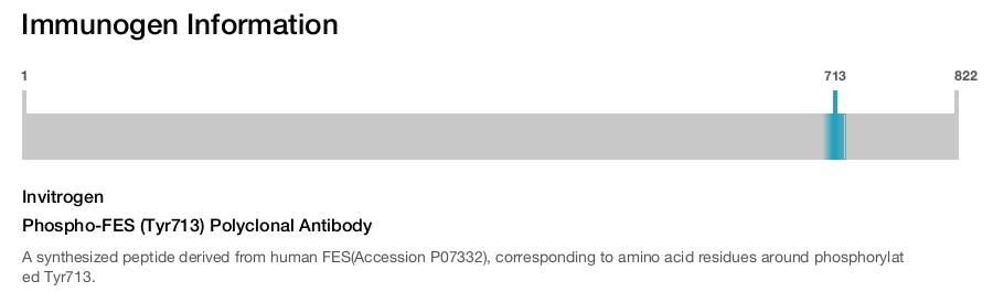 Phospho-FES (Tyr713) Polyclonal Antibody