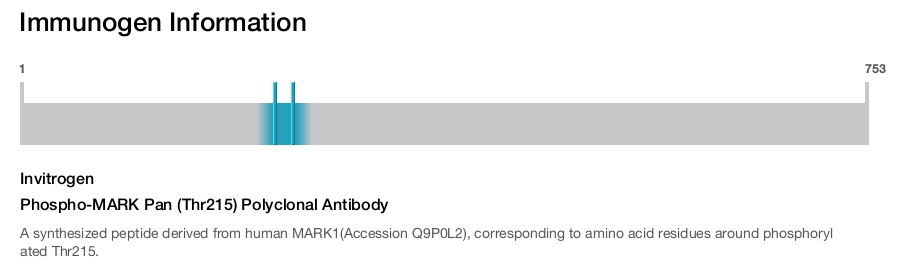 Phospho-MARK Pan (Thr215) Polyclonal Antibody