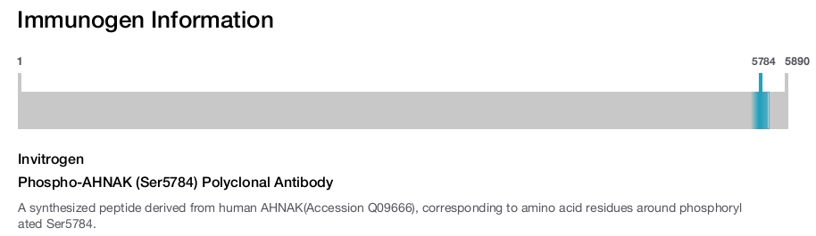 Phospho-AHNAK (Ser5784) Polyclonal Antibody