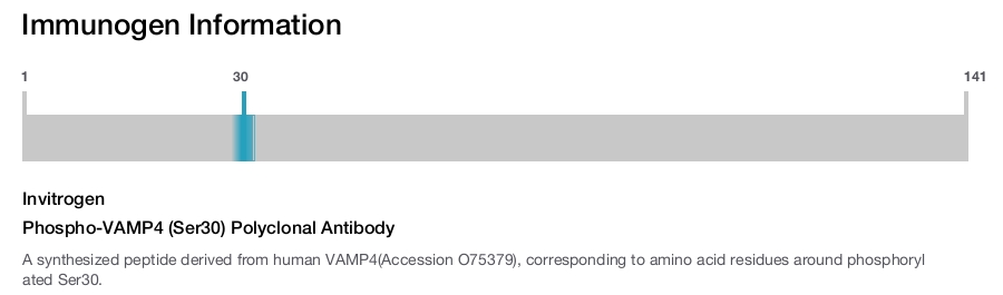 Phospho-VAMP4 (Ser30) Polyclonal Antibody
