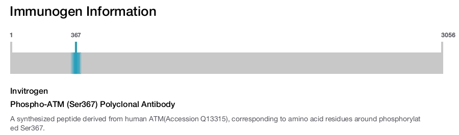 Phospho-ATM (Ser367) Polyclonal Antibody