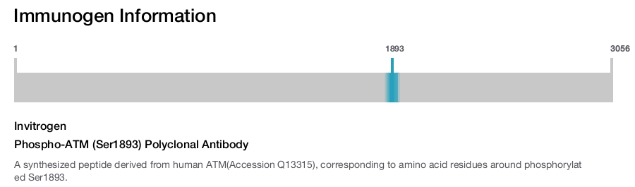 Phospho-ATM (Ser1893) Polyclonal Antibody