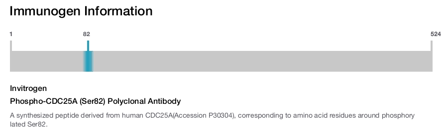 Phospho-CDC25A (Ser82) Polyclonal Antibody