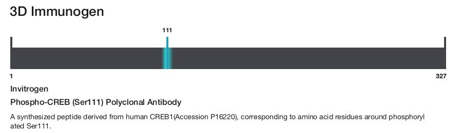Phospho-CREB (Ser111) Polyclonal Antibody