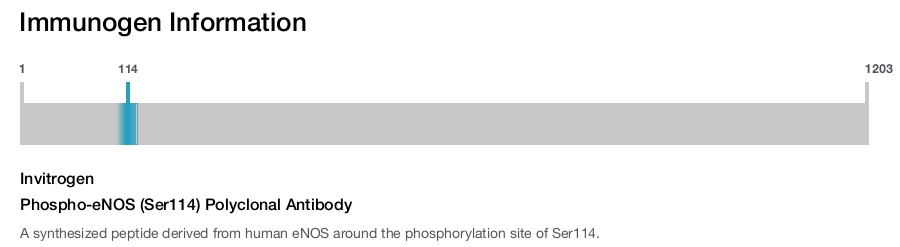 Phospho-eNOS (Ser114) Polyclonal Antibody