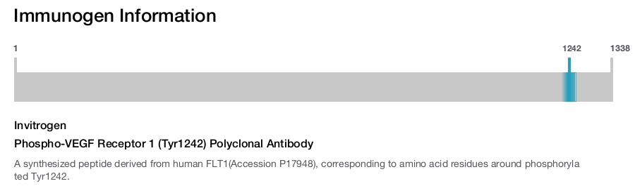Phospho-VEGF Receptor 1 (Tyr1242) Polyclonal Antibody