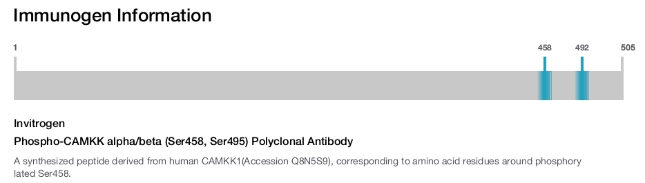 Phospho-CAMKK alpha/beta (Ser458, Ser495) Polyclonal Antibody
