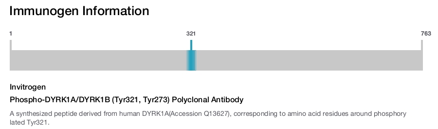 Phospho-DYRK1A/DYRK1B (Tyr321, Tyr273) Polyclonal Antibody