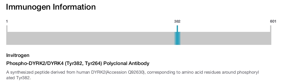 Phospho-DYRK2/DYRK4 (Tyr382, Tyr264) Polyclonal Antibody