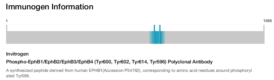 Phospho-EphB1/EphB2/EphB3/EphB4 (Tyr600, Tyr602, Tyr614, Tyr596) Polyclonal Antibody