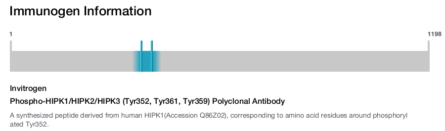 Phospho-HIPK1/HIPK2/HIPK3 (Tyr352, Tyr361, Tyr359) Polyclonal Antibody