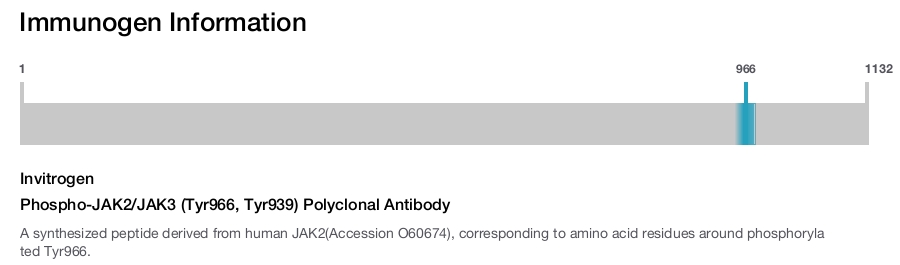 Phospho-JAK2/JAK3 (Tyr966, Tyr939) Polyclonal Antibody