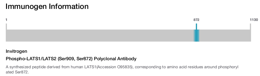 Phospho-LATS1/LATS2 (Ser909, Ser872) Polyclonal Antibody