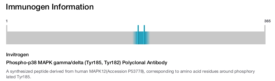 Phospho-p38 MAPK gamma/delta (Tyr185, Tyr182) Polyclonal Antibody