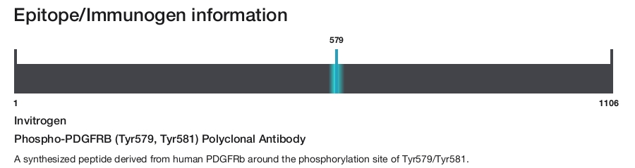 Phospho-PDGFRB (Tyr579, Tyr581) Polyclonal Antibody