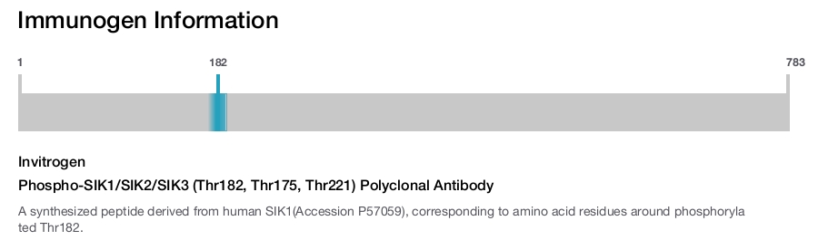 Phospho-SIK1/SIK2/SIK3 (Thr182, Thr175, Thr221) Polyclonal Antibody