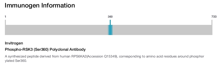 Phospho-RSK3 (Ser360) Polyclonal Antibody