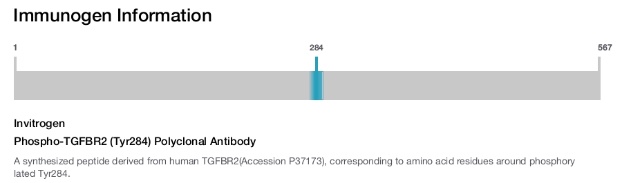 Phospho-TGFBR2 (Tyr284) Polyclonal Antibody