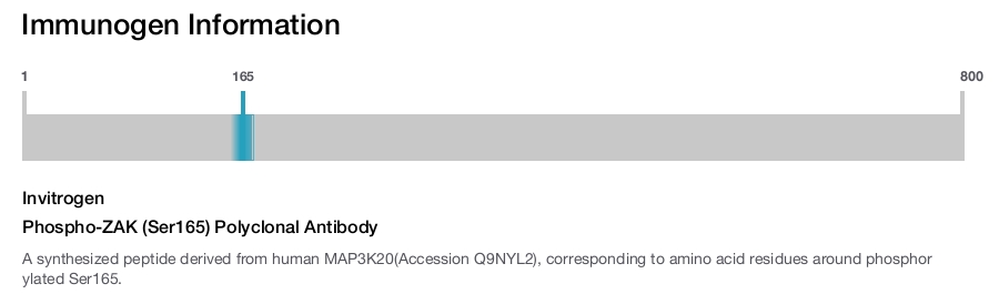Phospho-ZAK (Ser165) Polyclonal Antibody