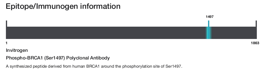 Phospho-BRCA1 (Ser1497) Polyclonal Antibody