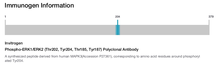 Phospho-ERK1/ERK2 (Thr202, Tyr204, Thr185, Tyr187) Polyclonal Antibody