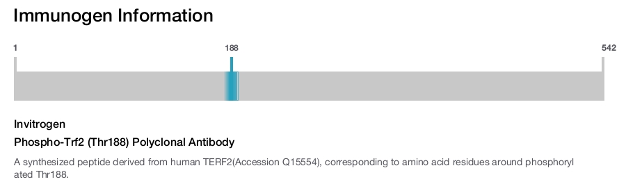 Phospho-Trf2 (Thr188) Polyclonal Antibody