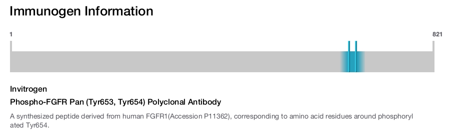 Phospho-FGFR Pan (Tyr653, Tyr654) Polyclonal Antibody