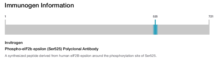Phospho-eIF2b epsilon (Ser525) Polyclonal Antibody