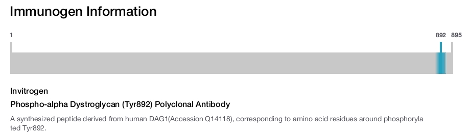 Phospho-alpha Dystroglycan (Tyr892) Polyclonal Antibody