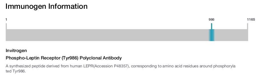 Phospho-Leptin Receptor (Tyr986) Polyclonal Antibody
