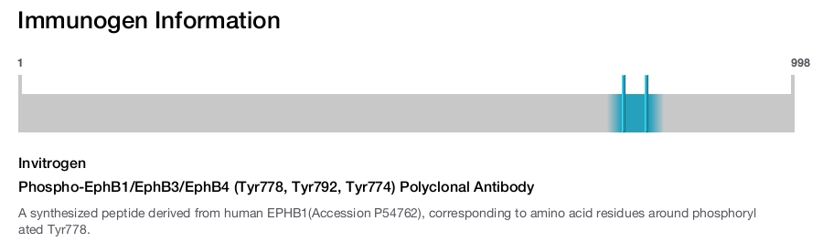 Phospho-EphB1/EphB3/EphB4 (Tyr778, Tyr792, Tyr774) Polyclonal Antibody