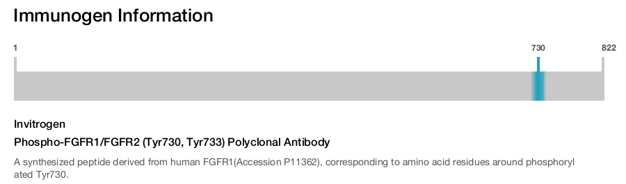 Phospho-FGFR1/FGFR2 (Tyr730, Tyr733) Polyclonal Antibody