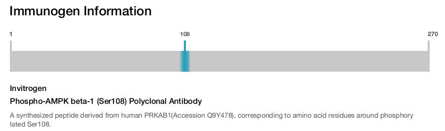 Phospho-AMPK beta-1 (Ser108) Polyclonal Antibody