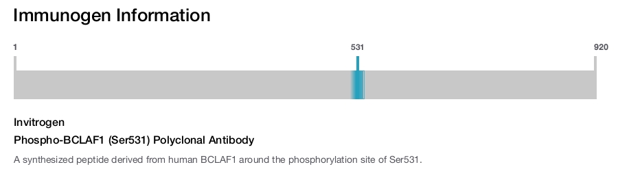 Phospho-BCLAF1 (Ser531) Polyclonal Antibody