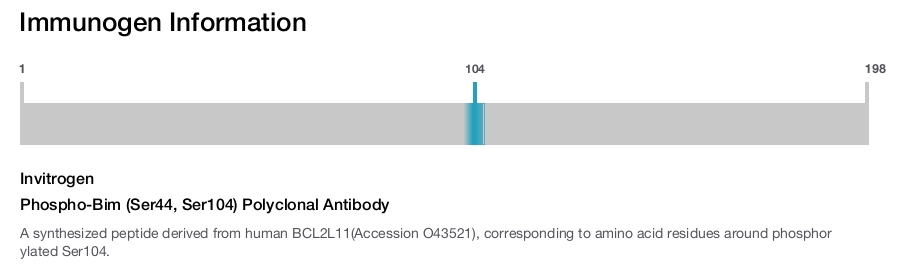 Phospho-Bim (Ser44, Ser104) Polyclonal Antibody